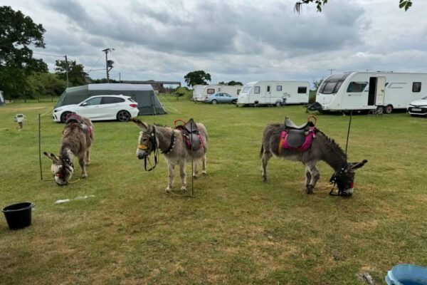 Ponies grazing beside touring pitches at The Horse and Jockey Bentley campsite